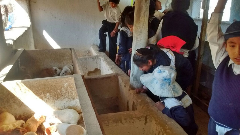 Unidad Educativa Ciudad del Niño students looking at the cuy (guinea pig) pen at the CEA, August 25th, 2016